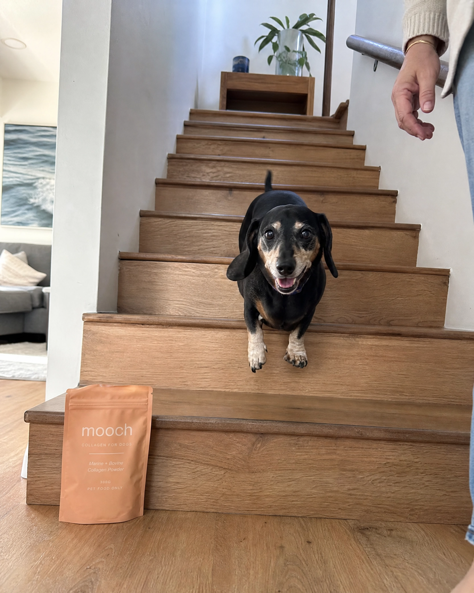 Daily Joint & Skin Supplement For Dogs